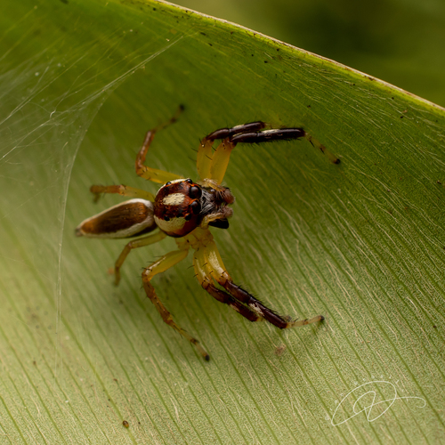Chira reticulata