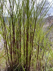 Schizachyrium condensatum