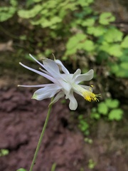 Aquilegia micrantha