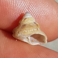 Gibbula fanulum