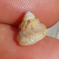 Gibbula fanulum