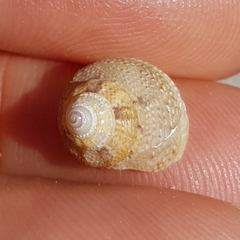 Gibbula fanulum