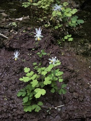 Aquilegia micrantha