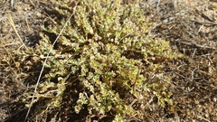 Euphorbia polycarpa polycarpa