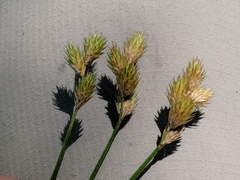 Carex bebbii