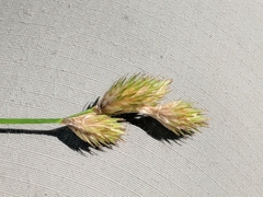 Carex bebbii