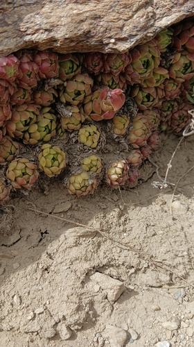 Sempervivum minutum, photograph 5