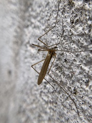 Chioneinae