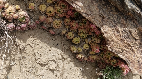 Sempervivum minutum, photograph 6
