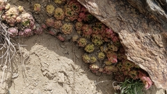 Sempervivum minutum
