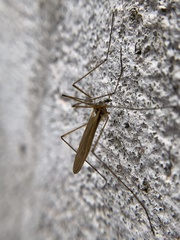 Chioneinae