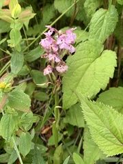 Platanthera psycodes