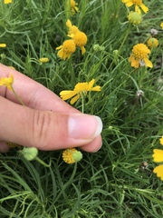 Helenium amarum amarum