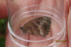 Pyronia cecilia