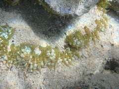 Phymanthus crucifer