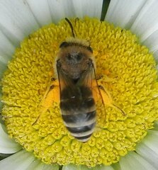 Colletes daviesanus