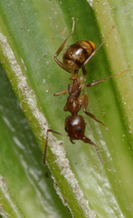 Dolichoderus lutosus