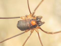 Dasylobus