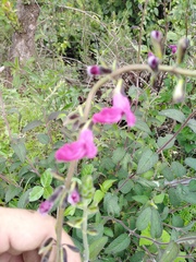 Salvia dichlamys