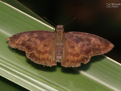 Anastrus sempiternus sempiternus