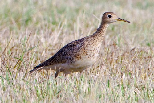 Upland Sandpiper