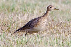 Upland Sandpiper photo 3