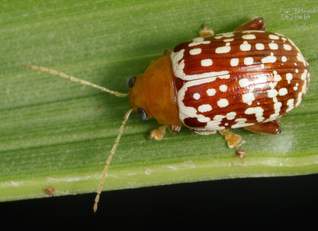 Blepharida jacobyana