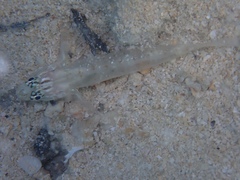 Coryphopterus glaucofraenum