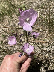 Sidalcea neomexicana