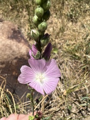 Sidalcea neomexicana
