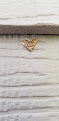 Neocataclysta magnificalis
