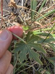 Sidalcea neomexicana