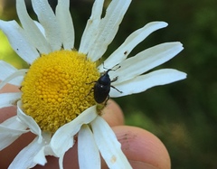 Odontocorynus umbellae