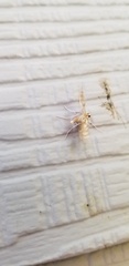 Neocataclysta magnificalis