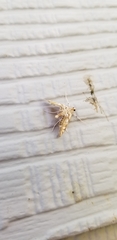 Neocataclysta magnificalis