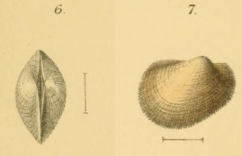 Representative image of Bathyarca pectunculoides