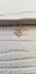 Neocataclysta magnificalis