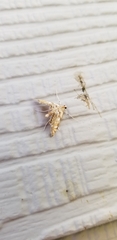 Neocataclysta magnificalis
