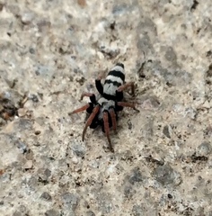 Sergiolus tennesseensis