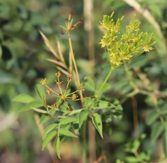 Chaerophyllum coloratum