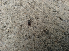 Sergiolus tennesseensis