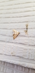 Neocataclysta magnificalis