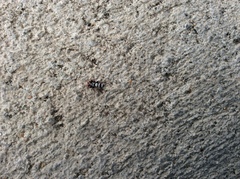 Sergiolus tennesseensis