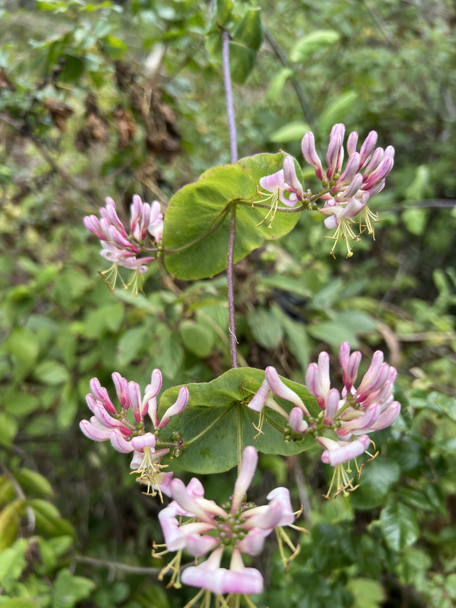 Pink Honeysuckle (Lonicera hispidula)  iNaturalist