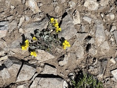 Physaria didymocarpa