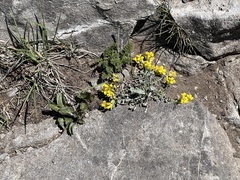 Physaria didymocarpa