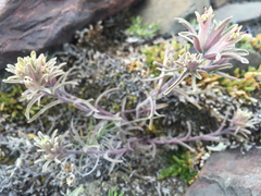 Castilleja pilosa