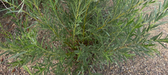 Salix exigua