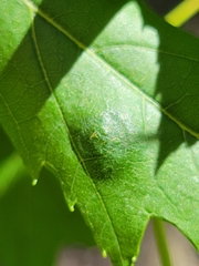Eriophyes aceris