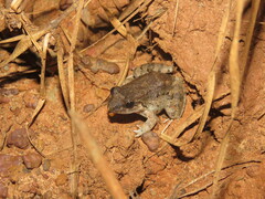 Leptodactylus leptodactyloides